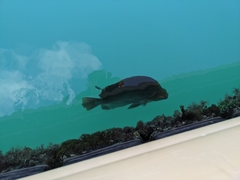 Scatophagidae