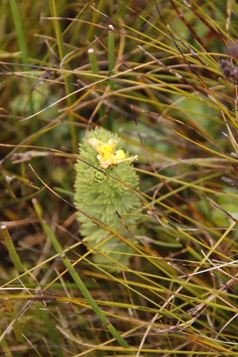 Image of Ursinia caledonica by (c) Tony Rebelo, some rights reserved (CC BY-SA)