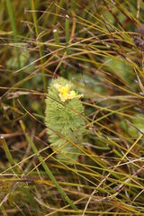 Ursinia caledonica