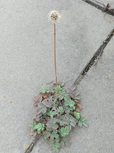 Acaena caesiiglauca (Acaena caesiiglauca)