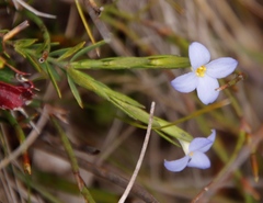 Gnidia linoides