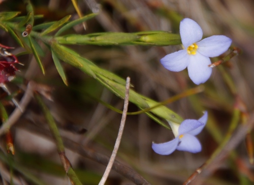 Gnidia linoides (Gnidia linoides)