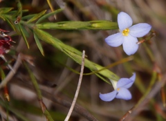 Gnidia linoides