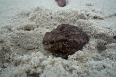 Lucilia bufonivora
