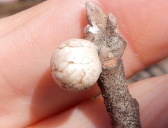 Allokermes galliformis