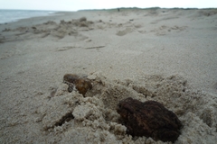 Lucilia bufonivora