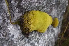 Hypodontium pomiforme