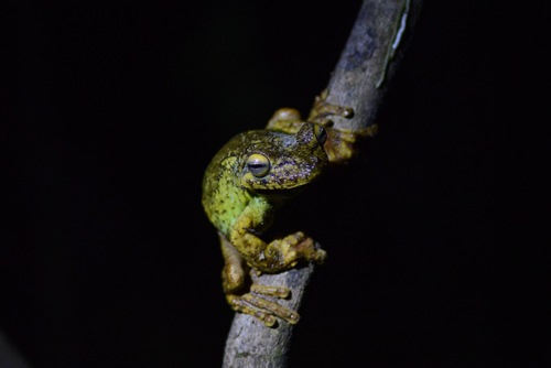 Fringe-footed Tree Frog, Boana exastis