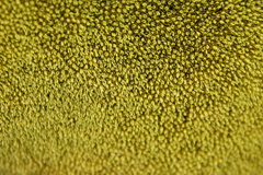 Hypodontium pomiforme