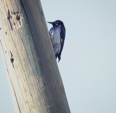 Melanerpes formicivorus