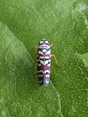 Agrosoma placetis