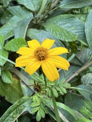 Tagetes zypaquirensis