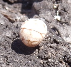 Allokermes galliformis