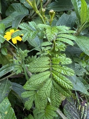 Tagetes zypaquirensis