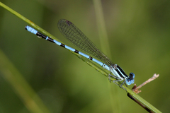 Argia bipunctulata