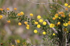 Acacia lateriticola