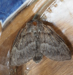 Pernattia pusilla