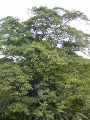 Hura crepitans