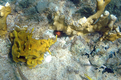 Echinometra lucunter