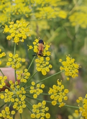 Tarandocerus lycoides