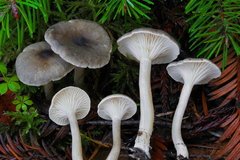 Spodocybe trulliformis