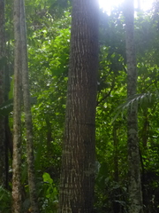 Bertholletia excelsa