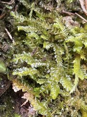 Chiloscyphus pallescens