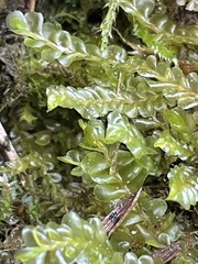 Chiloscyphus pallescens