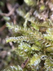 Chiloscyphus pallescens