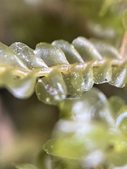 Chiloscyphus pallescens