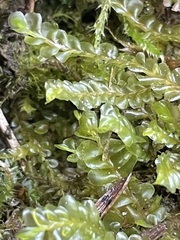 Chiloscyphus pallescens