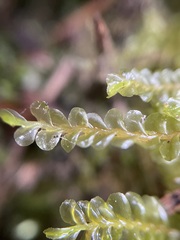 Chiloscyphus pallescens