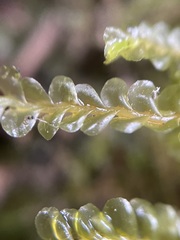 Chiloscyphus pallescens