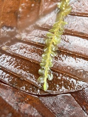 Chiloscyphus pallescens