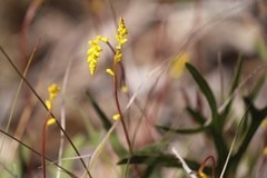 Synaphea gracillima