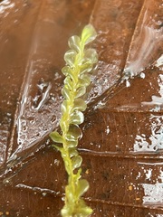 Chiloscyphus pallescens