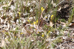 Synaphea gracillima