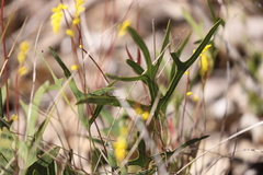 Synaphea gracillima