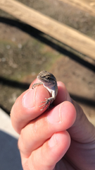 Sceloporus occidentalis