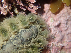 Acanthochitona zelandica