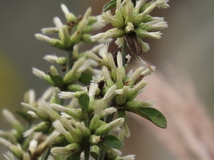 Baccharis glomeruliflora image