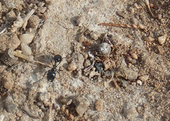 Veromessor pergandei