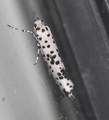 Yponomeuta pustulellus