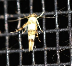 Stathmopoda tritophaea