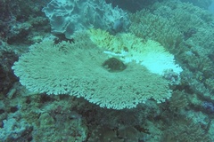Acropora clathrata