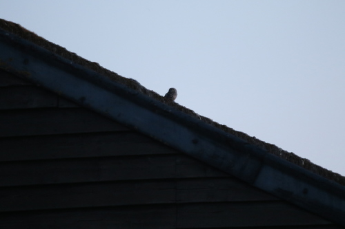 Little Owl, Drenthe, NL, photo 10 of 10
