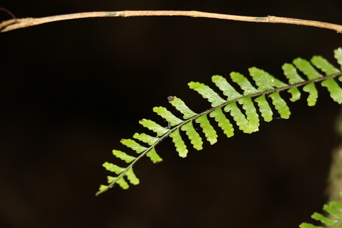 Image of Arthropteris beckleri by (c) Greg Tasney, some rights reserved (CC BY-SA)