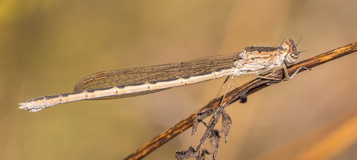 Siberian Winter Damsel, photo 3 of 10