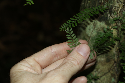 Image of Arthropteris beckleri by (c) Greg Tasney, some rights reserved (CC BY-SA)