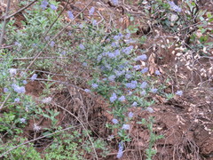 Ceanothus parryi